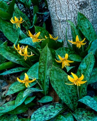 Yellow Trout Lilies, Higinbotham Woods, IL