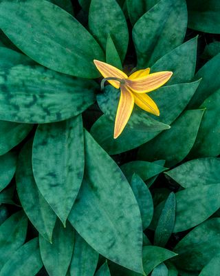 Yellow Trout Lily, Higgenbotham Woods, IL