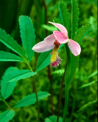 Rose Pogonia, Volo Bog, IL.jpg