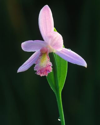 Rose Pagonia, Volo Bog, IL II.jpg