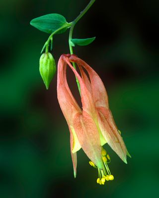 Columbine