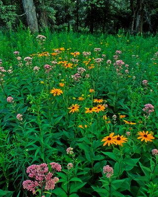 Spotted Joe-pye Weed, Somme Prairie Grove, IL