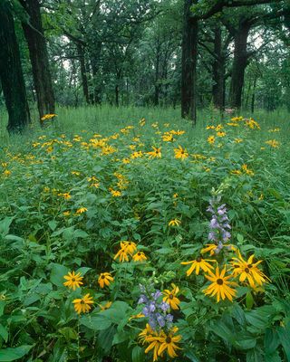 Sweet Black-eyed Susans and Great Lobelias Somme Savanna, IL