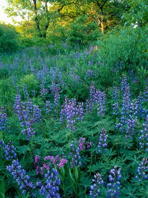 Lupine, Phlox, and Black Oaks, Illinois Beach State Park, IL