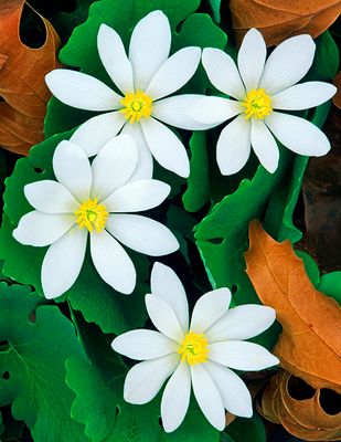 Bloodroot, Rollins Savanna, IL