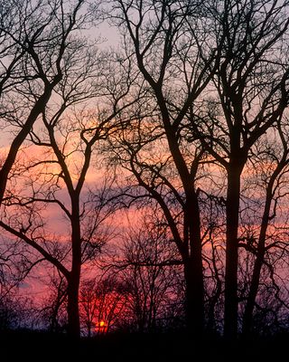 Black Oak Savanna Sunrise, Illinois Beach State Park, IL