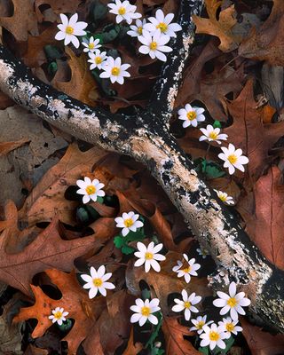Northern Red Oak leaves and branch with Bloodroot, Rollins Savana, IL