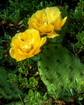 Prickly Pear Cactus, Illinois Beach State Park, IL