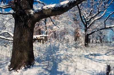 Black Oak, Somme Woods, IL (Stephen Packard)