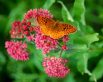 Purple milkweed and Fritillary butterfly, Somme Savanna, IL
