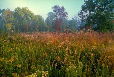 Indian Grass in Savanna at Somme Woods. Northbrook, IL