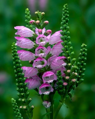 Obedient Plant, Somme Woods, IL