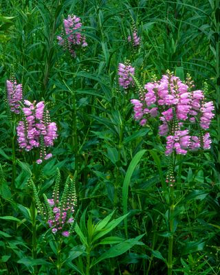 Obedient Plant, Somme Woods, IL