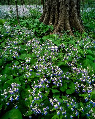 Blue-eyed Marys and Wild Gnger, Messenger Woods, IL.
