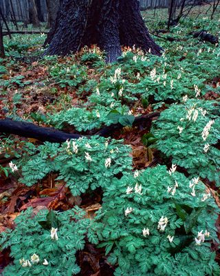 Dutchman's Breeches, Messenger Woods, IL