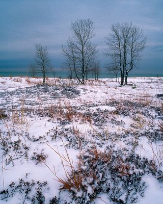 Kinnikkinick partially covered in snow and little bluestem grass, Illinois Beach State Park, IL
