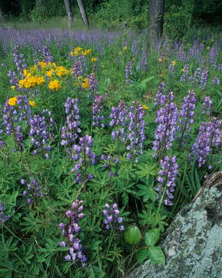 Hoary Pucooon, Lupine, and Pison Ivy, Illinois Beach State Park, IL