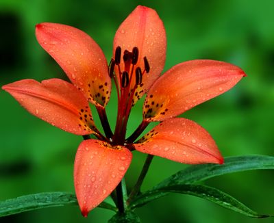 Wood Lily, Illinois Beach State Park. IL