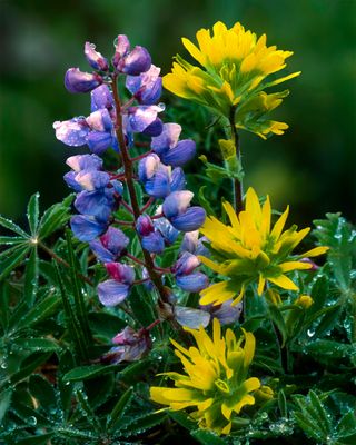 Lupine and Paintbrush, Illinois Beach State Park, IL