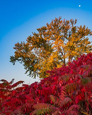 Staghorn Sumac and Cottonwood, Rollins Savanna, Lake County, IL
