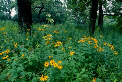Cow Parsnip, Sweet Black-eyed Susan, Somme Woods. IL