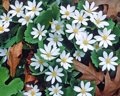Bloodroot Group, Messenger Woods, IL