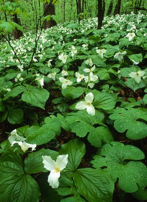 Large Flowered Trillium with Bloodroot Leaves, Messenger Woods, IL