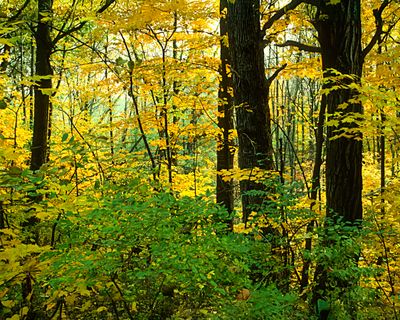 MacDonald Woods Forest Preserve, Lake County, IL