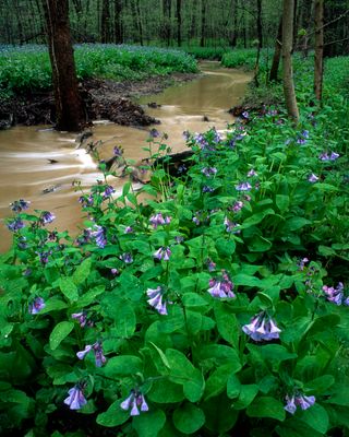 Virginia Bluebells along Spring Creek after a heavy rainfall, Messenger Woods, IL.jpg