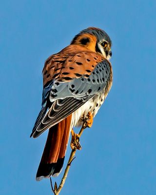 Animals of Chicago Wilderness