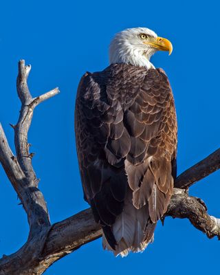 Bald Eagle