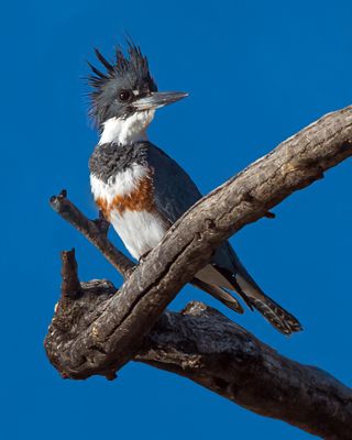 Belted Kingfisher (female).
