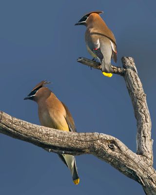 Cedar Waxwings in a snag.