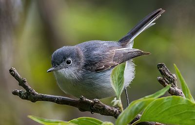 Blue-gray Gnatcatcher 