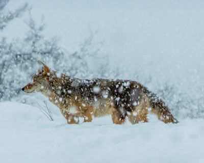 Coyote in heavy snowstorm (photo by Terryl Sherman)