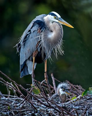 Great Blue Heron on nest