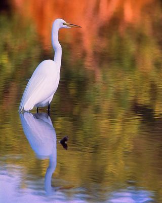 Great Egret at sunset