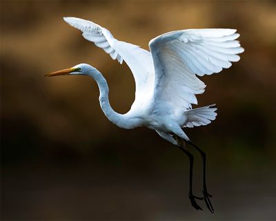 Great Egret in flight