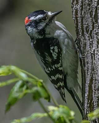 Downey Woodpecker