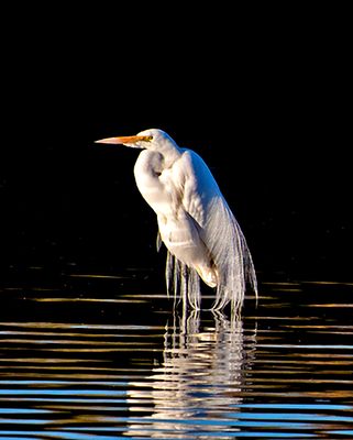 Great Egret