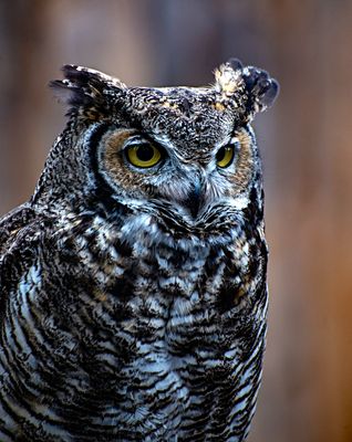 Great Horned Owl