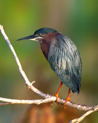 Green Heron