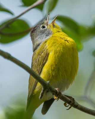 Nashville Warbler