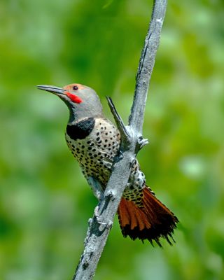 northern flicker