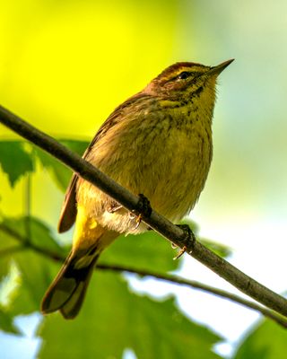 Palm Warbler