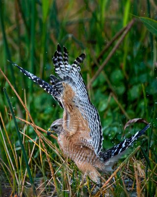 Red Shouldered Hawk hunting