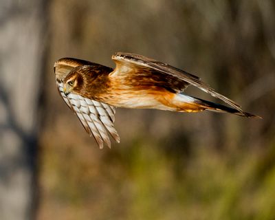 Northern Harrier Hawk