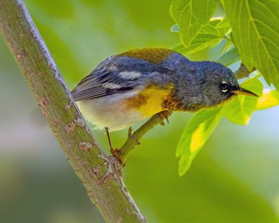 Northern Parula