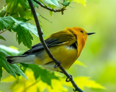 Prothonatory Warbler