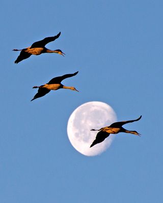 Sandhill Cranes